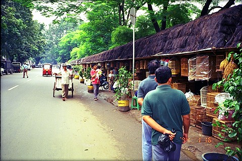 バリト通りの鳥の市場：私の好きなインドネシア