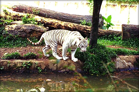 タマンサファリのホワイト・タイガー：私の好きなインドネシア